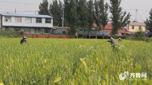 德州市陵城區 發展 一村一品 特色產業 帶動百姓增收致富