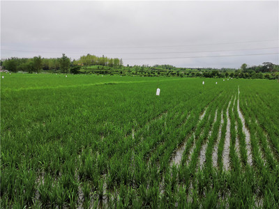 河南商城縣榮獲全國農作物病蟲害“綠色防控示范縣”稱號