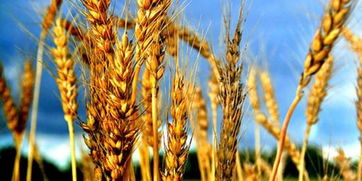 英研究機構計劃開展轉基因小麥種植試驗