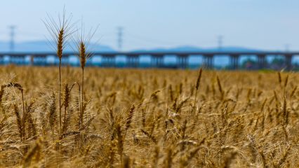 陽新6.2萬畝小麥開鐮