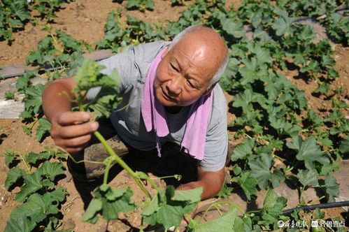 淄川沙土作物變身 金牌 土特產