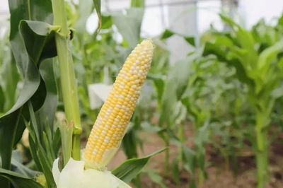 嘉定首個玉米類綠色食品A級產品在這里!