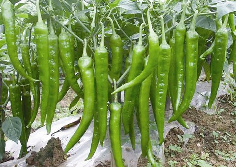 農民在種植農作物的時候選擇連作,對農作物的生長有何影響