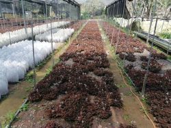 金線蓮種植基地