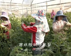 勐臘縣勐捧鎮扶持建檔立卡戶種 增收菜