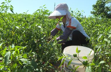 川觀新聞 報道平昌 小作物大豐收 鼓起百姓 錢袋子