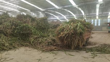 遵義市“秸”盡全力推動農(nóng)作物秸稈綜合利用