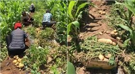 紅四方純硫酸鉀制造土豆專用復合肥