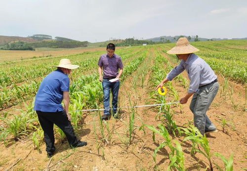 玉米農(nóng)田如何產(chǎn)出更高的收益 套種這3種作物實現(xiàn)增產(chǎn),一舉兩得