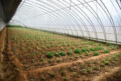 農(nóng)作物種植大棚