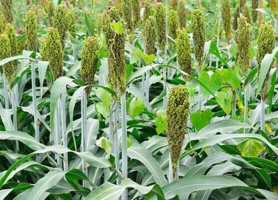 稷是什么農(nóng)作物