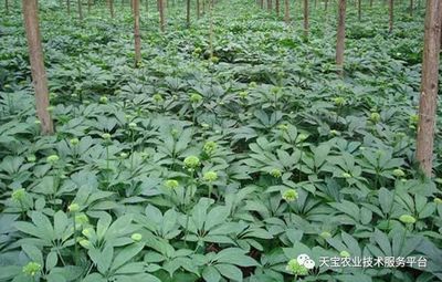 藥材套種的技巧及注意事項!