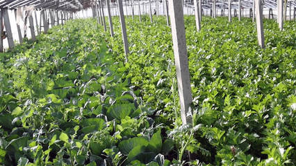 雪后低溫大棚蔬菜如何管理 德州農(nóng)技人員進(jìn)村入棚送措施