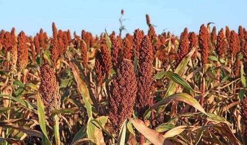 女性常吃此物,皮膚細(xì)膩,痛經(jīng)沒了,美白淡斑,子宮也越來越干凈