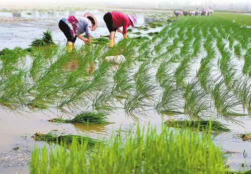 河南夏種基本結(jié)束,累計播種秋作物1.17億畝左右