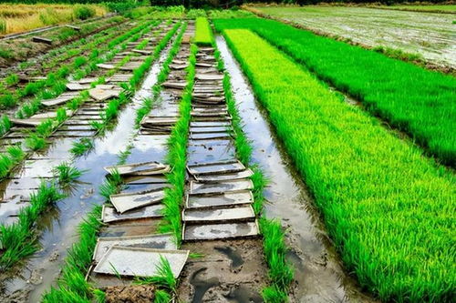 水稻為什么先種秧苗后插秧,而不是一次種到位