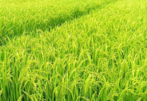 土豆這個種植簡單的 經(jīng)濟(jì) 農(nóng)作物,是否適合被當(dāng)作主食