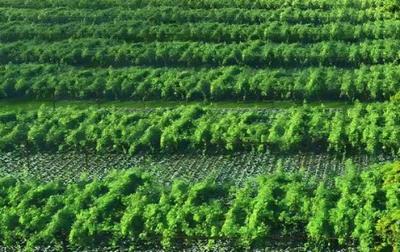 農(nóng)業(yè)第一以什么為主,農(nóng)業(yè)是第幾產(chǎn)業(yè)?