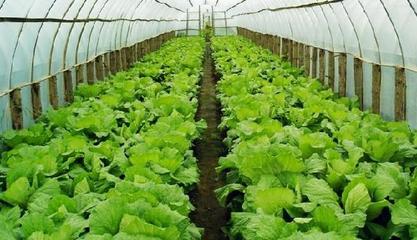 農(nóng)村投資什么項目好?農(nóng)村創(chuàng)業(yè)好項目讓你快速賺錢