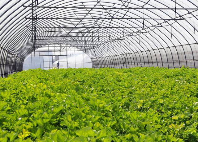 四項智慧農業科研,發展大田作物智慧種植,掌握農業前沿科技