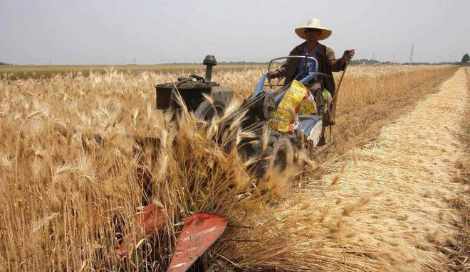 今年稻谷和小麥價格再創新低,不過這兩種作物的收購價讓農民樂了!