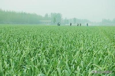 今年2種農作物價格不斷上調,收購價翻幾倍,農民:遺憾種少了