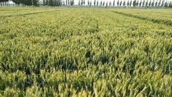 吡唑醚菌酯 使用手冊 熱門問題大梳理