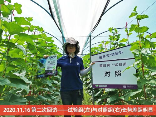 海南8大種植基地4大作物最新種植實驗報告（歷時4個月）