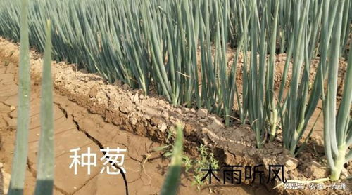 農村土地致富之路 農民如何通過農作物種植提高收入