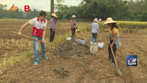 博白這條村種植特色農作物，預計每畝利潤達1800元，群眾增收致富