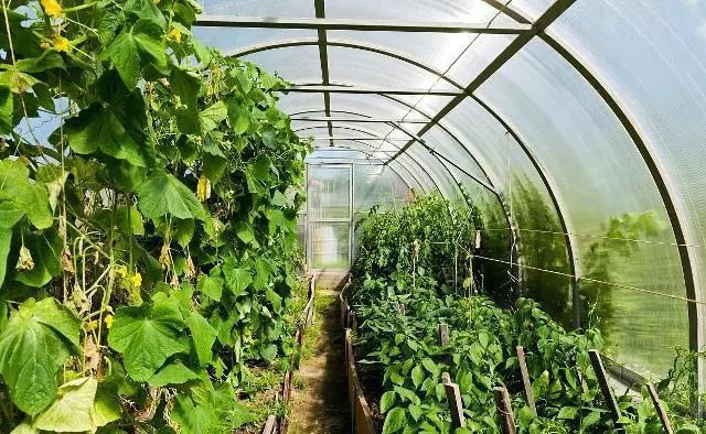 拆除違建大棚房須精準施策，保護農業生產是根本