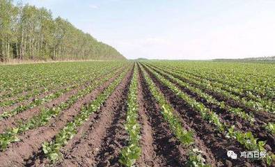 調優、調強、調新——虎林奏響農業種植結構調整交響樂，農作物收購煥發新生機