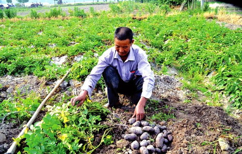 2020年旱地稀有農作物種植與收購前景分析