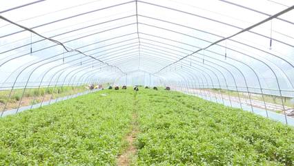 莒南 打造千畝紅薯種植共富示范片區，助力群眾增收共富