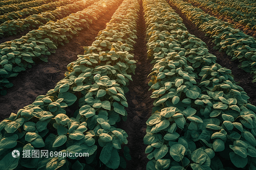 紅薯種植地特寫拍攝與農作物收購指南