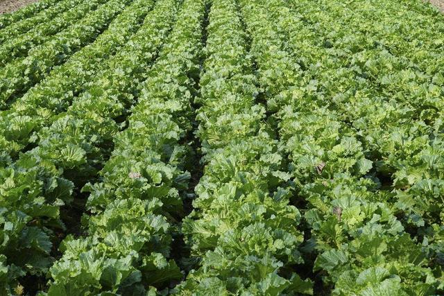 白菜種植有妙招，科學管理助豐收