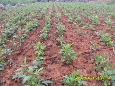 莆田南蒼術種苗 易種植與市場收購前景