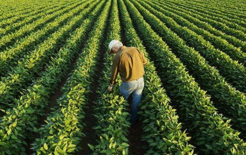 從田間到創業路 臺灣農二代以農產品收購成就致富傳奇