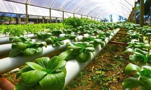 無土栽培的條件、推廣局限與農作物收購挑戰