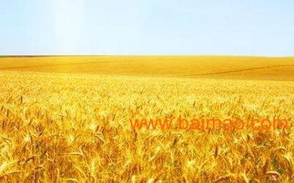 郭小紅個體經營 禹州許昌知名麥子批發商與糧食收購服務