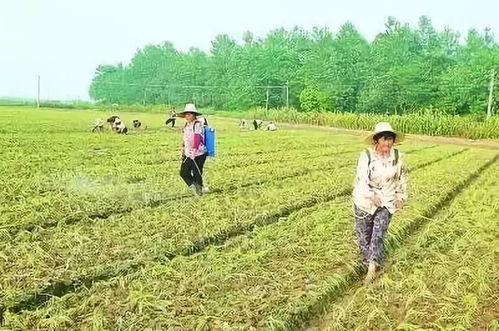 復硝酚鈉在農作物上的廣泛應用及使用方法解析