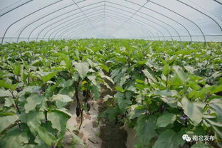 南岔區積極打造現代農業種植示范基地 推動農作物種植高質量發展