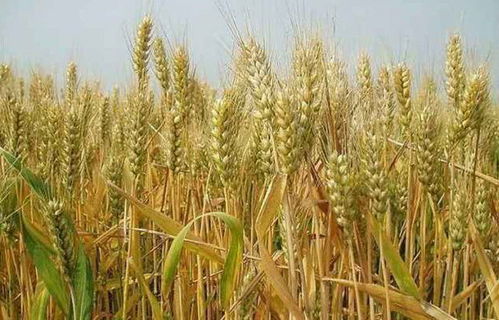 農村農產品價格上揚，農民種植迎來增收黃金期