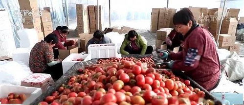 山東昌樂 火山農產品種植規模突破9.8萬畝，助力農民增收1.2億元，譜寫鄉村振興新篇章