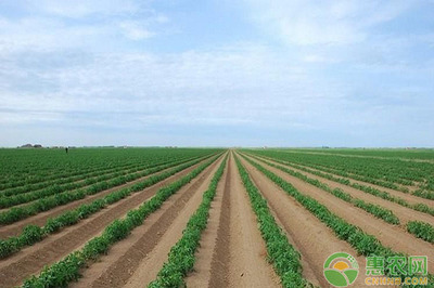 土豆種植畝產值破萬，農民堅守信念成致富榜樣