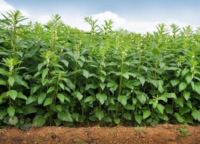 紅薯 從尋常主食到新潮美食的開發與收購變革