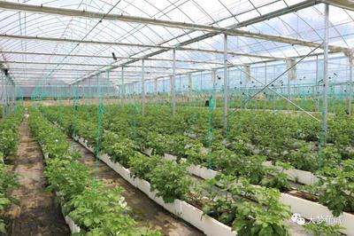 創新生產輪作模式 虎貝打造高產高效農作物種植體系