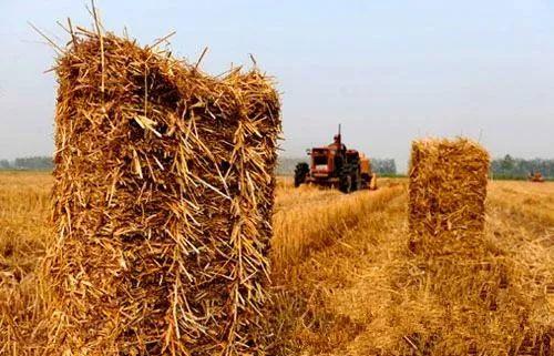 合肥市財政局積極開展秸稈禁燒督查 助力農作物種植綠色可持續發展