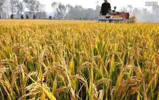 千噸毒廢料危害湖南鋁企周邊農業 山頂掩埋毒物引發農作物減產危機