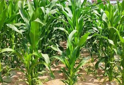 農作物重茬危害大，順口溜助農增收不用愁